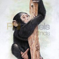 chimp climbing