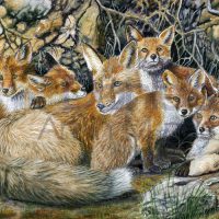 foxfamily