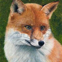 foxportrait