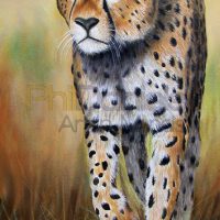 intent cheetah