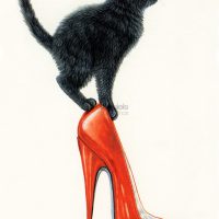 shoe cat